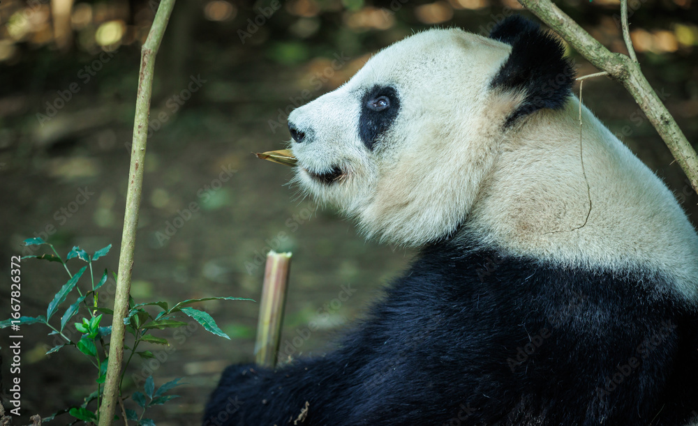 Obraz premium One giant panda in the zoo