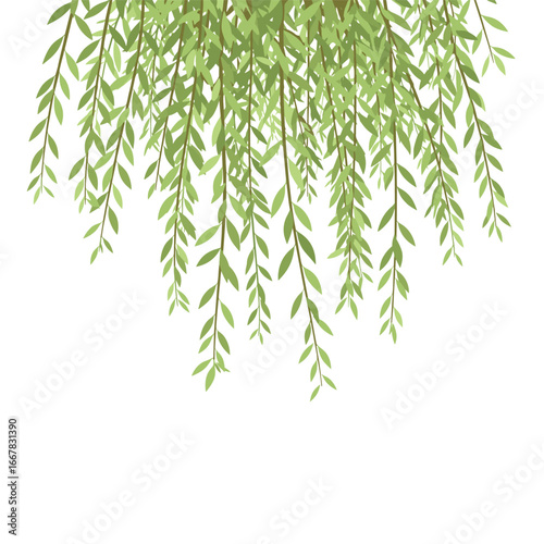 Beautiful hanging green weeping willow tree branches with delicate leaves forming an artistic natural border illustration