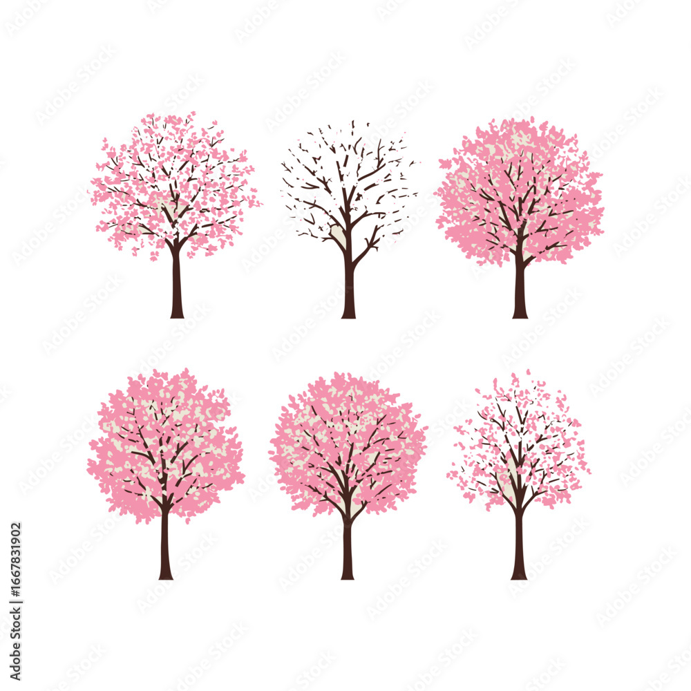 Fototapeta premium Six Stages of Cherry Blossom Tree Spring Blossoms Nature Illustration Pink Flowers Tree Growth Seasonal Changes