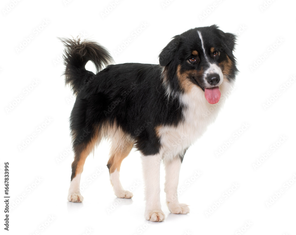 Fototapeta premium tricolor australian shepherd