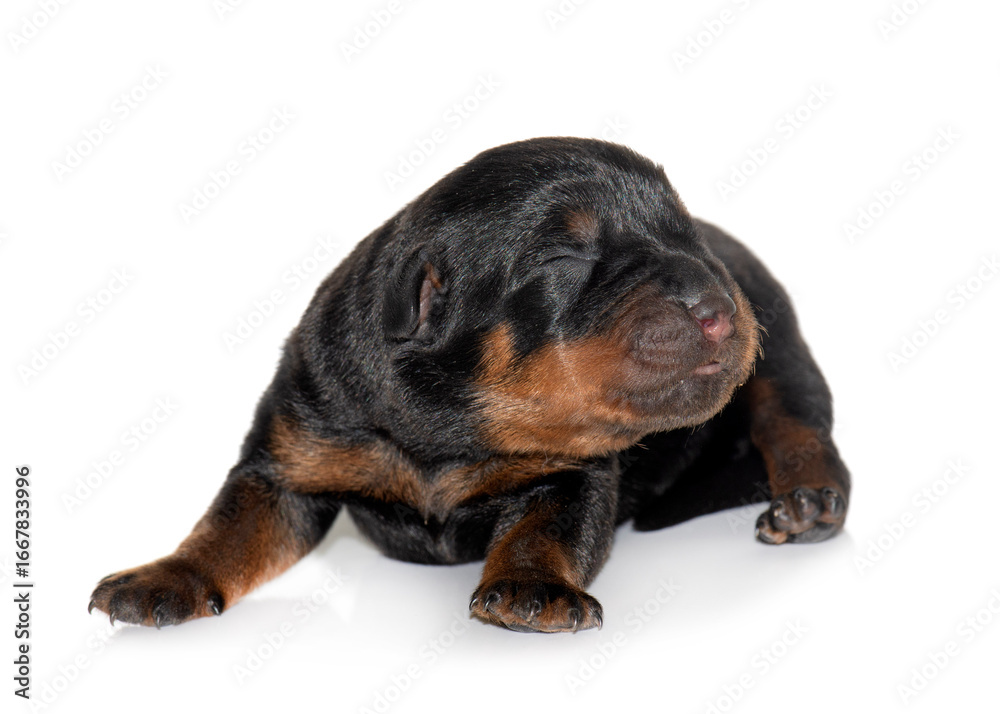Obraz premium newborn puppy rottweiler