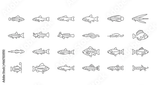 Collection of various fish species, handdrawn in a simple line art style, isolated on a clean, showcasing diverse aquatic life and marine biology illustrations