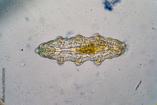Microscopic view of a gastrotrich showing its anatomy and internal organs