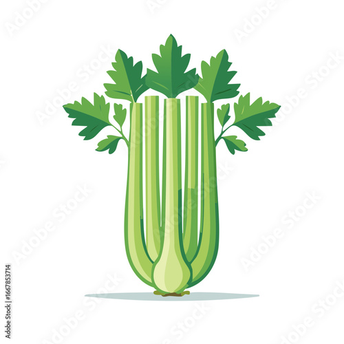 Fresh green celery stalk isolated on white, healthy food and vegetables.