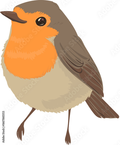 European Robin