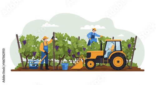 Harvesting grapes with farmers and tractor in vineyard scene