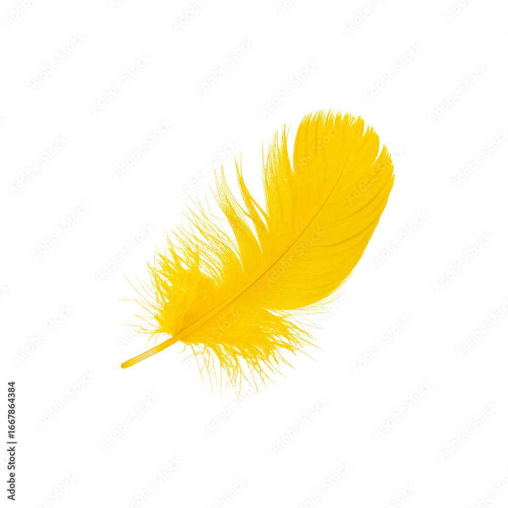 Fototapeta premium Soft black feathers isolated on white background