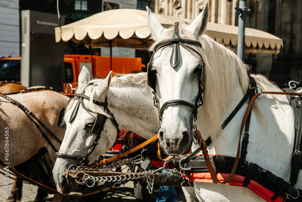 Obraz premium City horses harnessed to carts for tourist rides