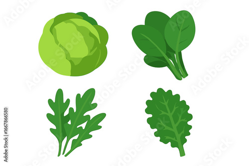 Salad greens vector icons. Lettuce head, spinach, arugula, kale leaf. Fresh leafy vegetables set. Concept for healthy eating, organic food, vegetarian, diet, farm market.