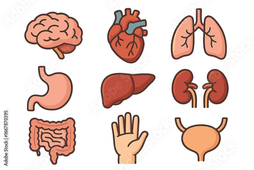Human organs icon set. Medical anatomy collection with brain, heart, lungs, liver, kidneys, stomach, intestine. Healthcare biology concept. Vector cartoon illustration for infographic.