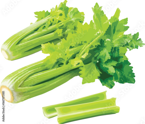 Fresh Green Celery Stalks and Leaves Isolated vegetable