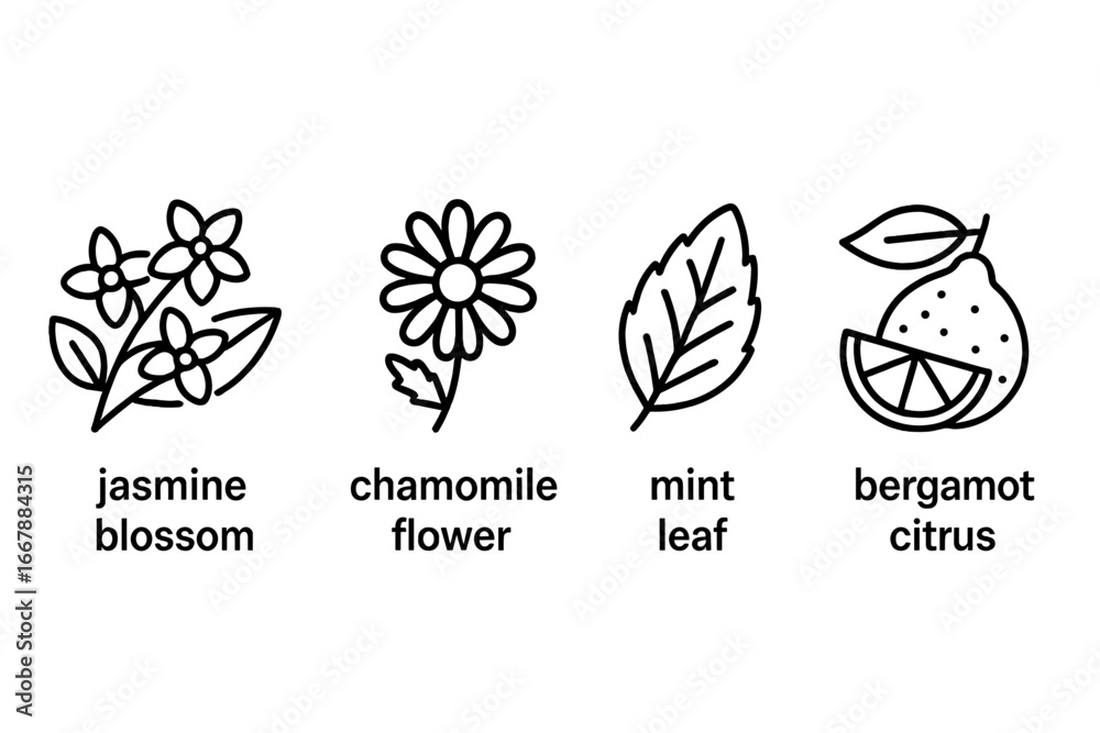 Fototapeta premium Set of tea flavor icons. Outline vector illustration of herbal ingredients for infusions. Jasmine blossom, chamomile flower, mint leaf, bergamot citrus. Line art symbols.