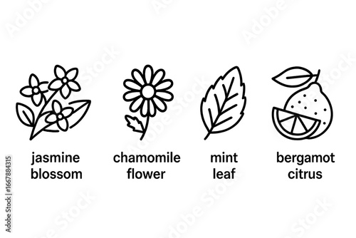Set of tea flavor icons. Outline vector illustration of herbal ingredients for infusions. Jasmine blossom, chamomile flower, mint leaf, bergamot citrus. Line art symbols.