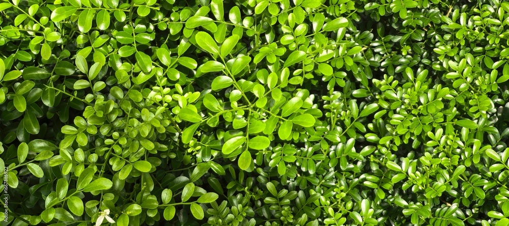 Obraz premium A dense display of vivid green leaves creates a captivating natural pattern, showcasing nature's beauty.