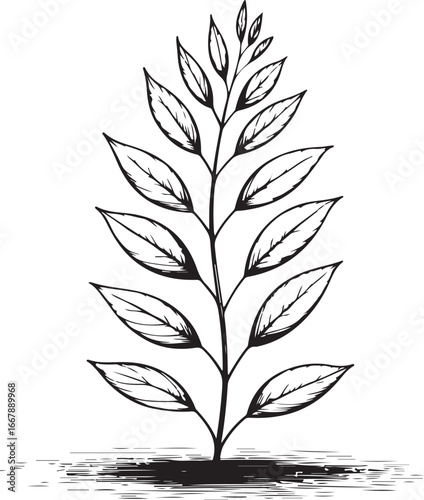 A detailed, hand-drawn vector sketch of a young sapling with leaves, showing new growth from the ground up.

