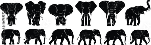 Elephant silhouette, wildlife illustration, animal vector, safari art, African elephant, nature design, pachyderm graphic, herd icon, walking elephant, front view