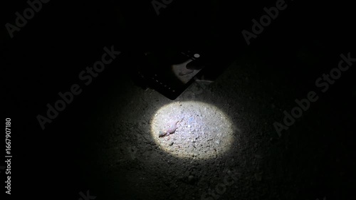 searching for animals at night in the Namib Desert, Namib sand gecko , web-footed gecko, Palmatogecko rangei, night, artificial light, , desert, Namib, Namib Desert , Swakopmund, Namibia
