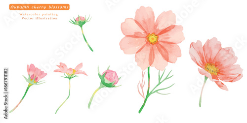 水彩で描いたコスモスのベクターイラストセット