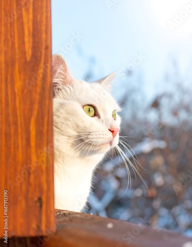 White cat looking out at snowy winter scene