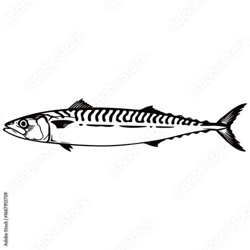 Black and white silhouette vector of Long-jawed mackerel with white background