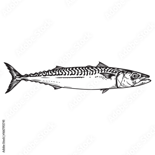 Black and white silhouette vector of Long-jawed mackerel with white background