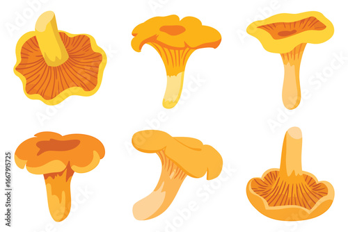 Golden chanterelle mushrooms variety golden mushrooms