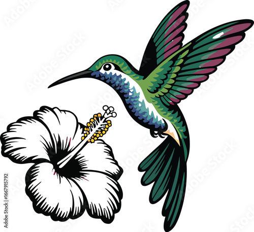 Illustration of a Hummingbird Feeding on a White Hibiscus Flower in Vibrant Colors Against a White Background Ideal for Summer Designs and Tropical Themes