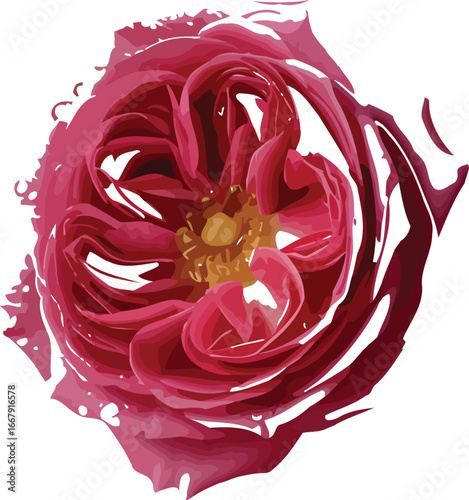 Watercolor style rose blossom in deep red and golden hues a delicate illustration of natural beauty floral design concept for prints and web design with romantic elegance