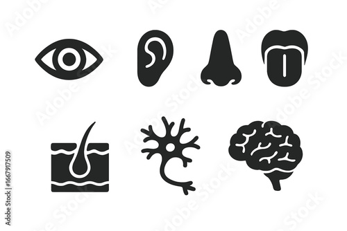 Sensory organs solid glyph icon set. The five human senses: vision, hearing, smell, taste, touch. Vector icons of eye, ear, nose, tongue, skin section, brain, neuron.