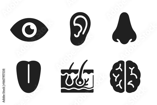 Five senses solid glyph icon set. Sensory organs pictogram collection. Eye, ear, nose, tongue, skin and brain symbols. Anatomy, biology and perception vector illustration.