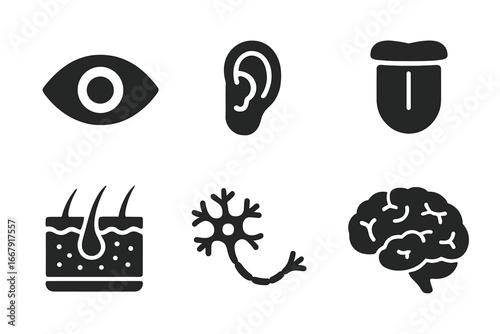 Sensory organs icon set. Human anatomy glyphs. Eye, ear, tongue, skin section, neuron, and brain. The five senses concept. Biology and neurology vector symbols. Solid filled icons.