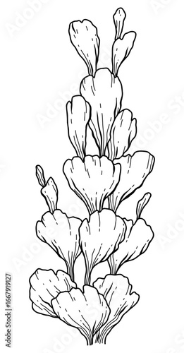 hand drawn Sea weed illustration