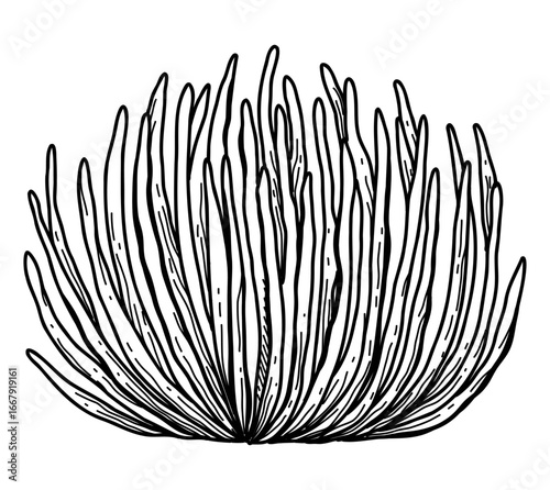 hand drawn Sea weed illustration