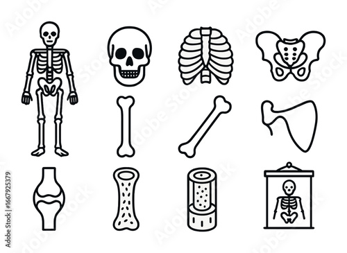 Anatomical Poster Icons. Outline icon set of anatomical poster on wall: human skeleton, skull, ribcage, pelvis