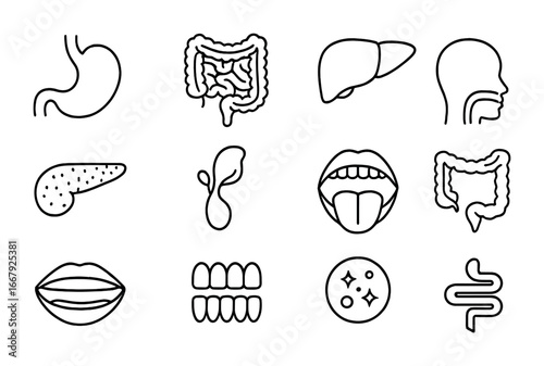 Digestive System Icons. Outline icon set of digestive system poster: stomach, intestines, liver, pancreas,