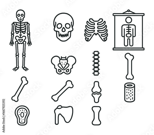 Anatomical Poster Icons. Outline icon set of anatomical poster on wall: human skeleton, skull, ribcage, pelvis