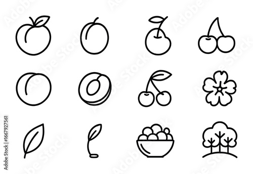 Stone Fruits Icon Set. Outline icon set of stone fruits: peach, plum, apricot, cherry, nectarine, half peach,