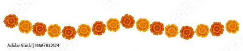 Yellow orange marigold flowers border. Indian traditional floral festive garland toran. Zendu flowers isolated on background Party decor for Halloween, Dia de los Muertos holiday. Vector illustration