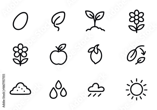 Seed Lifecycle Icons. Outline icon set of Seed lifecycle: seed, germination, sprout, seedling, flower, fruit,