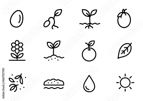 Seed Lifecycle Icons. Outline icon set of Seed lifecycle: seed, germination, sprout, seedling, flower, fruit,