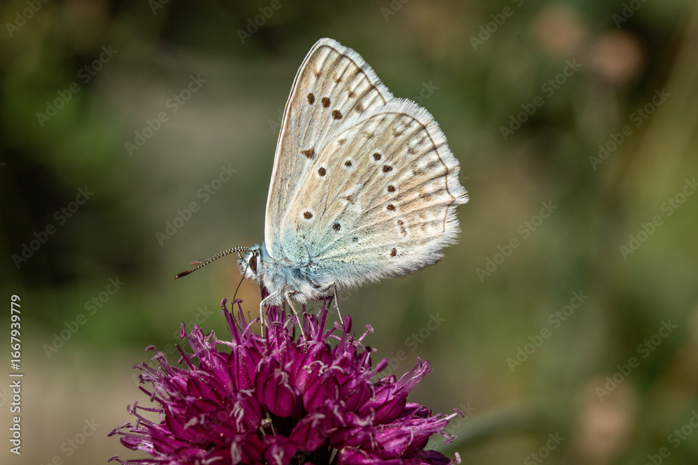 Fototapeta premium Blue Butterfly on Flower, Close-Up Macro with Soft Blurred Background 