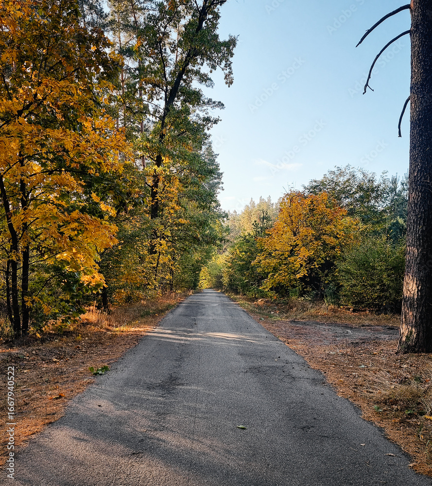 Obraz premium Narrow road in autumn forest. Diminishing perspective of paved road through woodland on sunny October day.