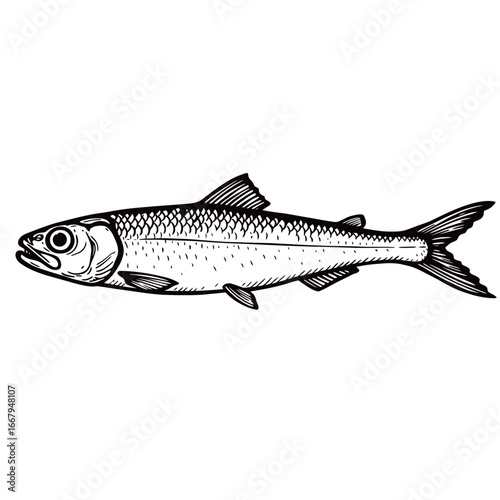 black and white silhouette vector of anchovy with white background