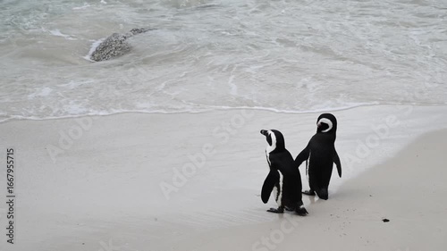 Cape penguins on Boulder Point beach, African penguin, Spheniscus demersus, Cape penguin, South African penguin, penguin southern African, cold water, Boulder Point, Bird, South Africa