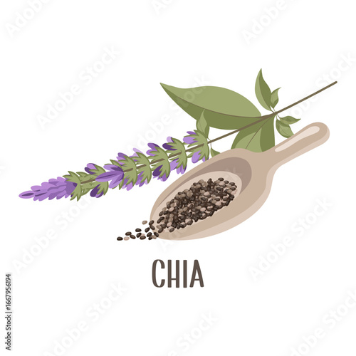 Chia seeds in a wooden spoon with a chia flower or Salvia hispanica.