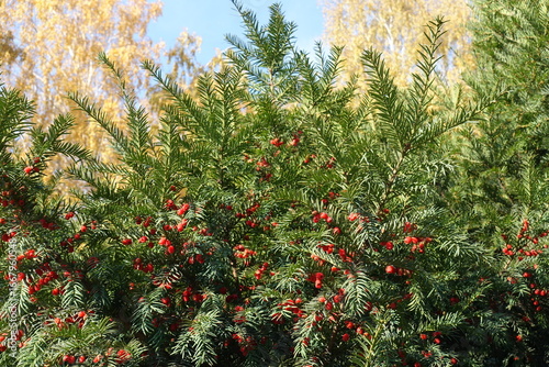 Red berries in the leafage of common yew in October