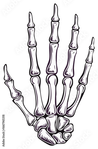 Stylized Human Skeleton Hand Bones Anatomy Graphic Art Illustration for Medical or Halloween Designs
