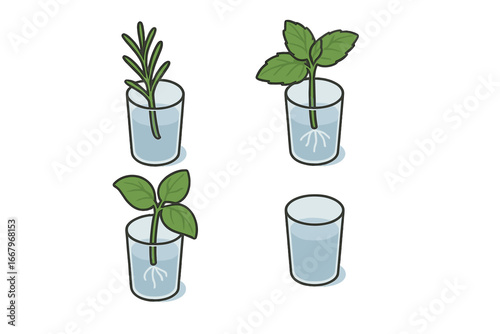 Herb propagation isometric icon set. Rooting plant cuttings like rosemary, mint, and basil in a glass of water. Vector illustration for horticulture and gardening concepts.