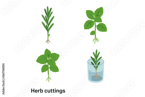 Herb propagation icon set. Isometric flat design of rooting cuttings. Rosemary, mint, basil plant propagation in water glass. Gardening, horticulture, and cloning concept vector.