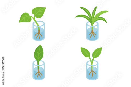 Isometric Flat Icons of Houseplant Propagation Cuttings, Including Pothos, Spider Plant, Peace Lily, and Green Leaf Cuttings Vector Illustration on Transparent Background